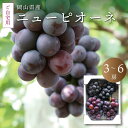 訳あり 岡山 ぶどう 種なし ニューピオーネ ご自宅用 3～6房