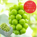 先行予約 山梨 シャインマスカット 大粒 大房 1房 約700g 化粧箱入り
